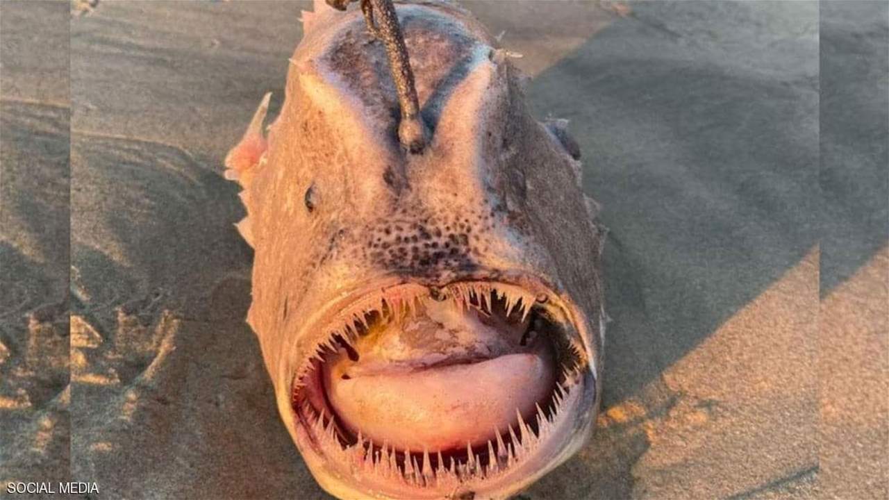 بالصورة- مصور يعثر على "وحش" بحري نادر "بالصدفة"