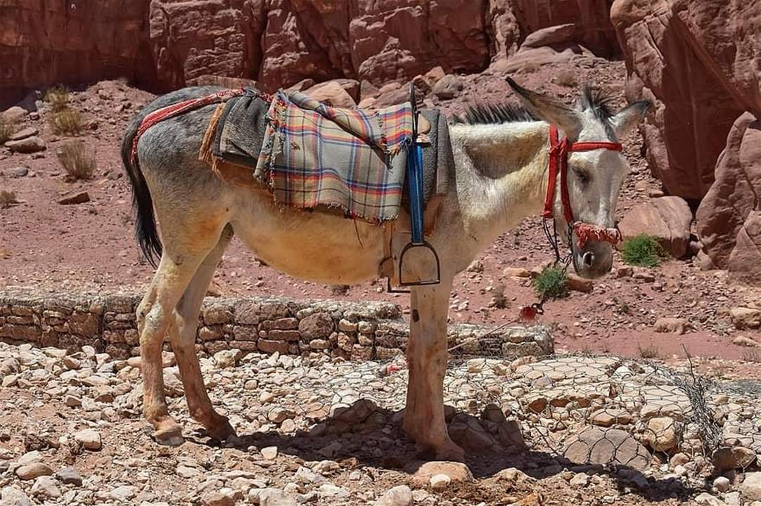  أردني يواجه حكماً بالسجن لمدة أسبوع بعدما ضرب حماراً على وجهه