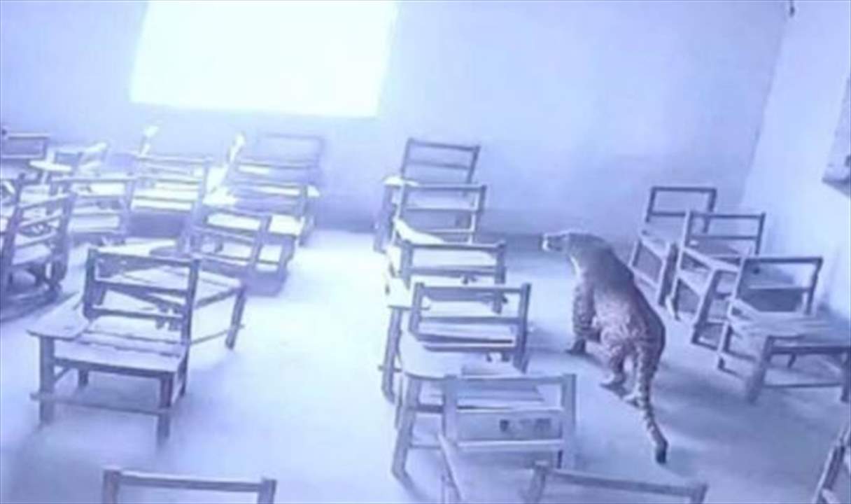 بالفيديو.. فهد يهاجم أحد الطلاب ويقتحم فصلًا دراسيًا في إحدى مدارس الهند