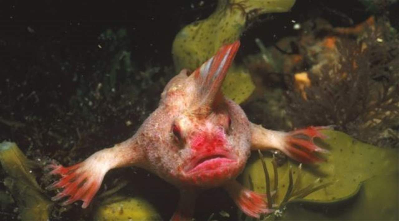   للمرة الأولى منذ 22 عامًا.. رصد سمكة نادرة تسير على يدين