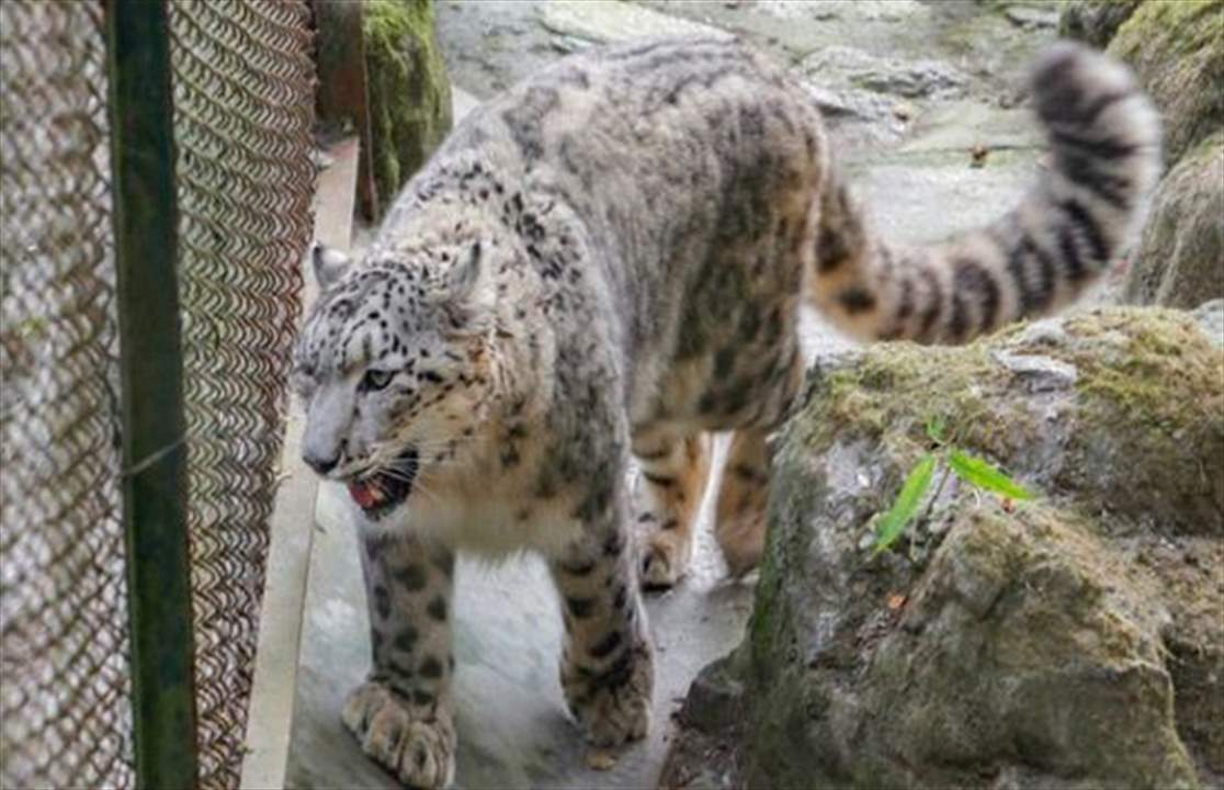 نفوق أشهر نمور العالم.. بسبب "كورونا"!