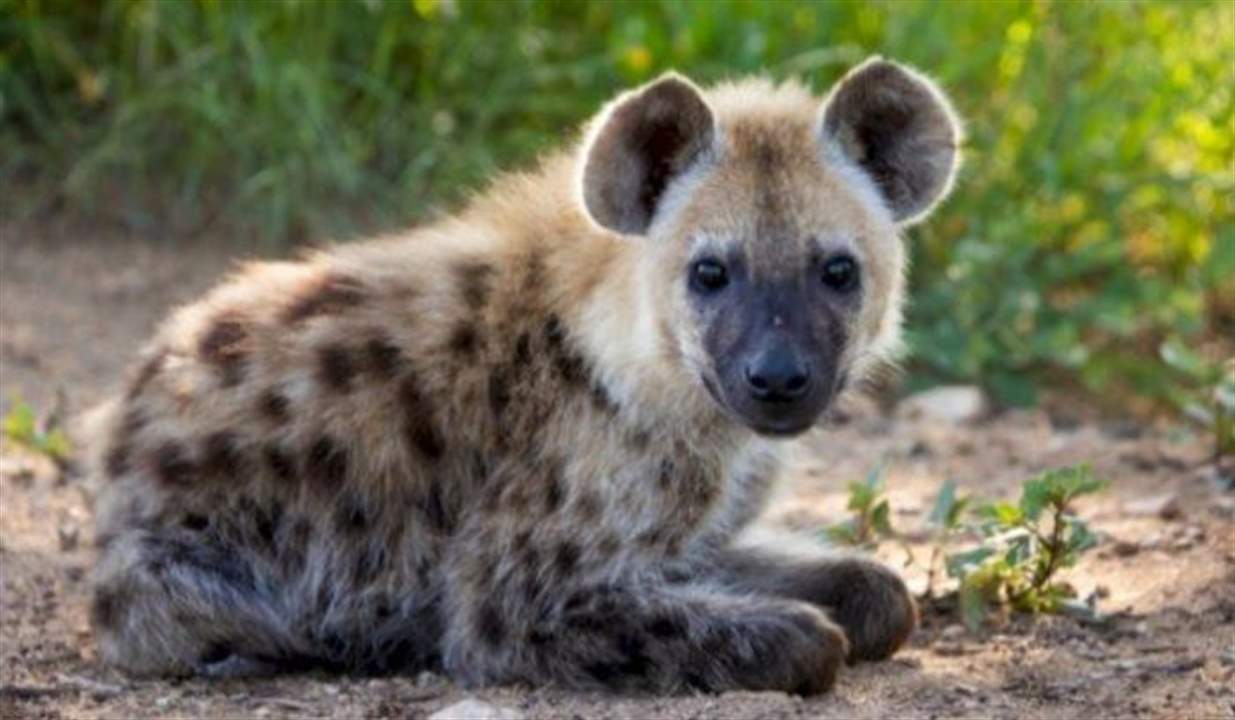 توقيف ثلاثة أشحاص بسبب ضبع في عين كفر زبد في البقاع