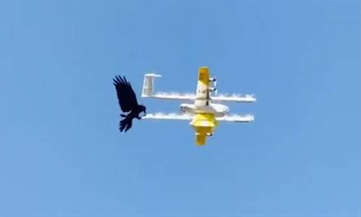 بالفيديو- مبارزة "غير متوقعة".. غُراب يهاجم طائرة "درون"!