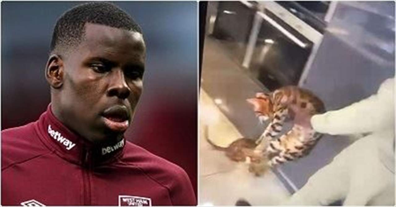 منظمة خيرية تقاضي كورت زوما والسبب .. القطة