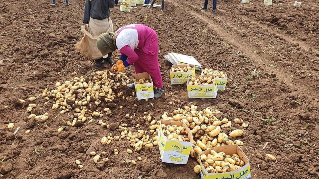 تحذير من كارثة زراعية كبيرة ستواجه موسم البطاطا