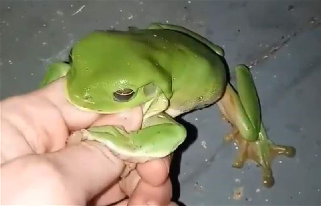 بالفيديو- ضفدع يعض ما يصعب عليه مضغه!