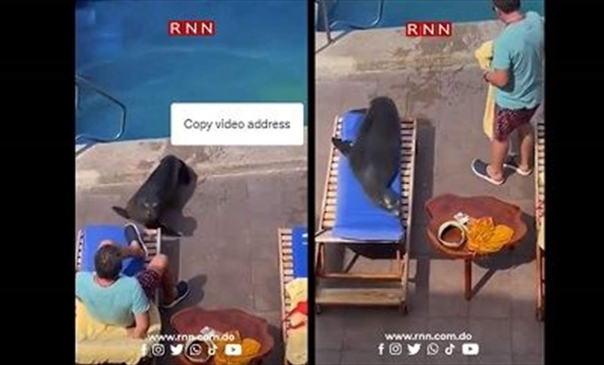 بالفيديو - مشهد مضحك .. فقمة تُبعد رجلاً من كرسيّه وتجلس مكانه !!