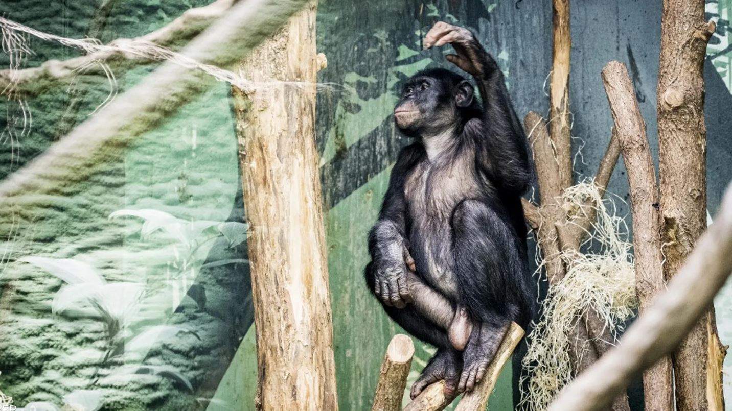 "معلومة مهمة" بشأن جدري القرود.. متى يكون المصاب معديا؟