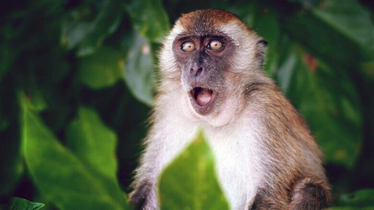 منظمتا الصحة العالمية والأوروبية تزفان "خبرين رائعين" حول جدري القرود