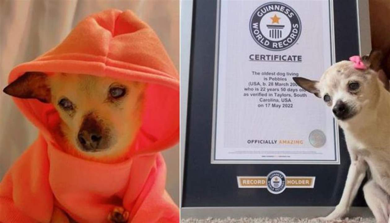    "بيبلز" تنال لقب أكبر كلبة في العالم وتدخل "غينيس" .. عمرها 22 عاماً و60 يوماً  !