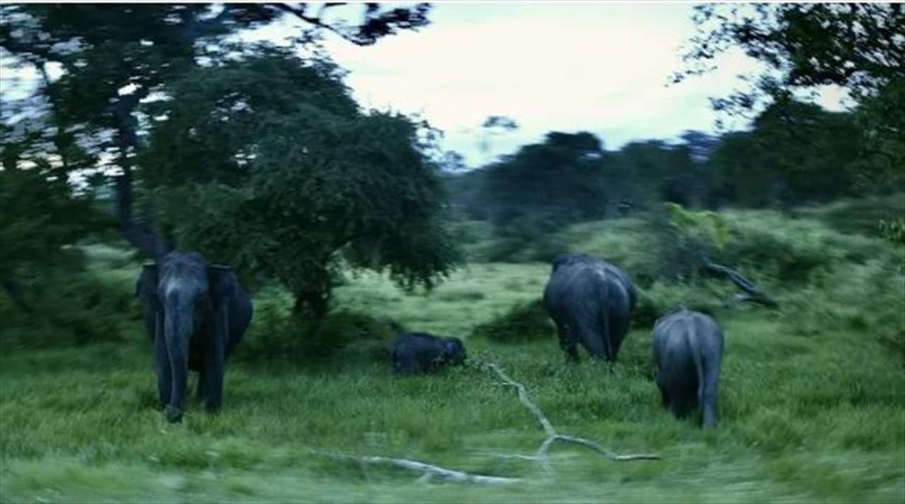 فيل يقــ تل سيدة وينتــ قم منها بعد رحيلها!