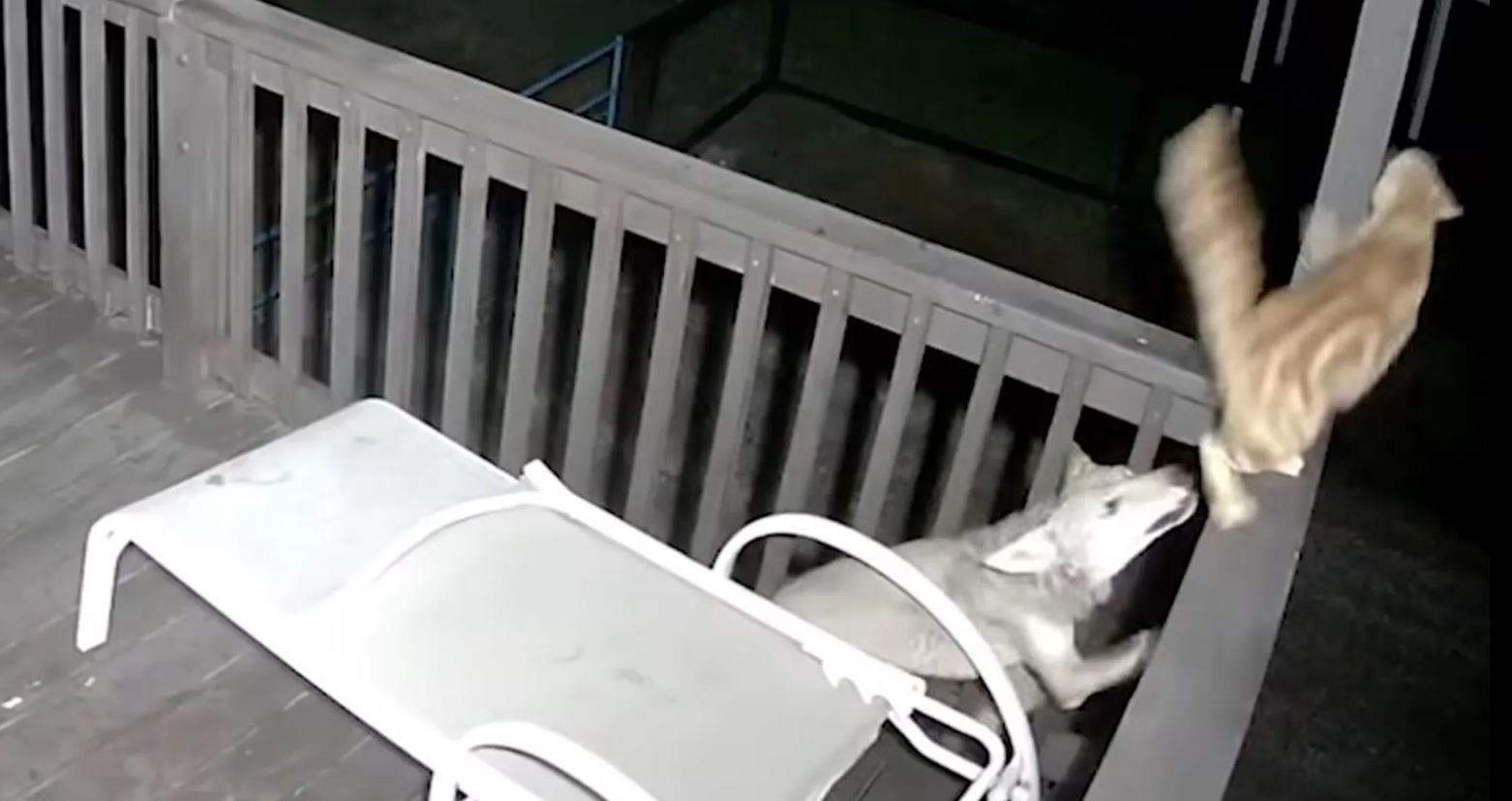 فيديو لمواجهة الذئب والقطة "الشجاعة".. حصد ملايين المشاهدات