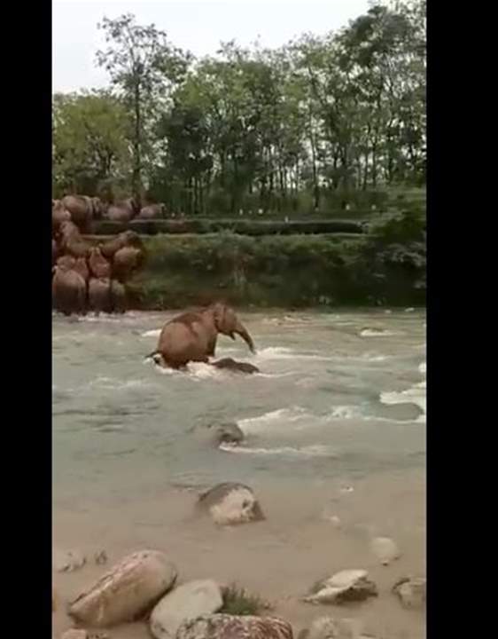  بالفيديو - "أم فيل" تتدخل لمساعدته في اللحظة الأخيرة... "أنقظت حياته"