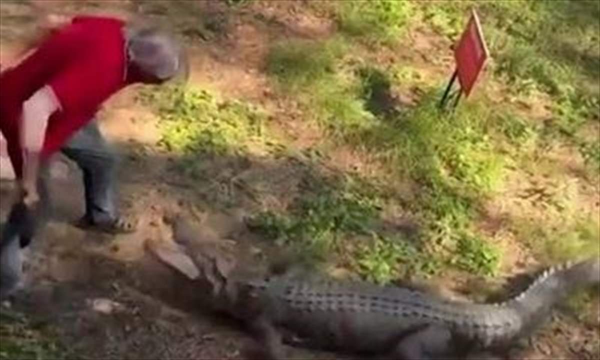 بالفيديو - دافع عن نفسه بمواجهة تمساح مستخدماً .. مقلاة !!