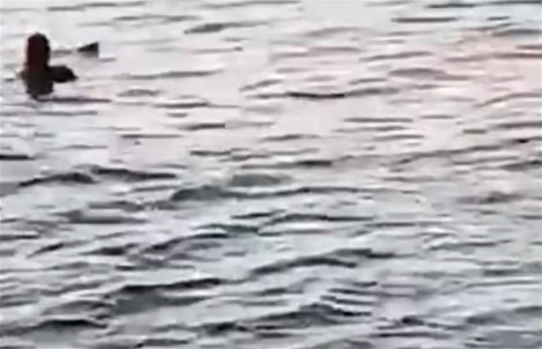 بالفيديو - هجوم سمكة قرش على سائحة و مصر تدرس الاسباب