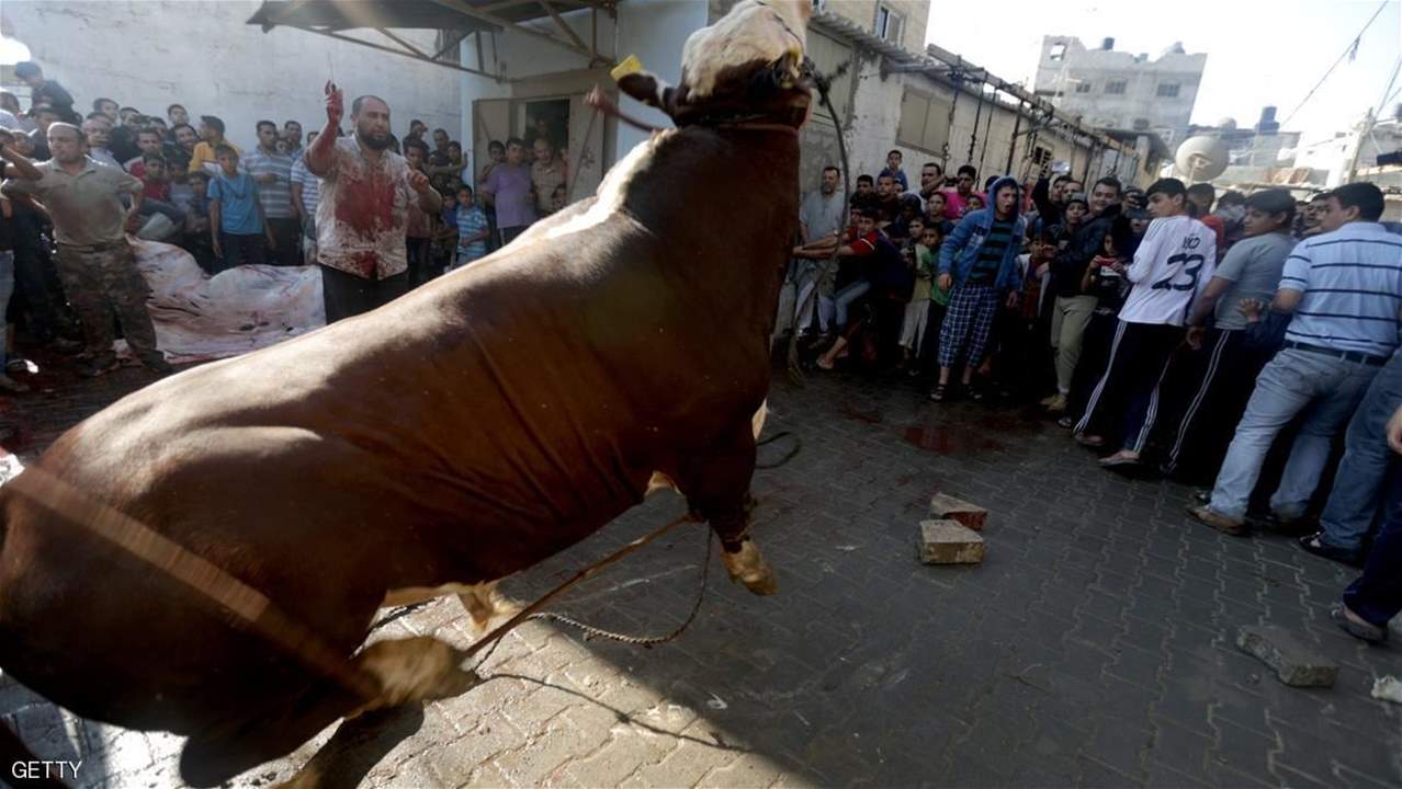   في مصر.. وفاة شاب سقط عليه "عجل الأضحية" من الدور الثاني !