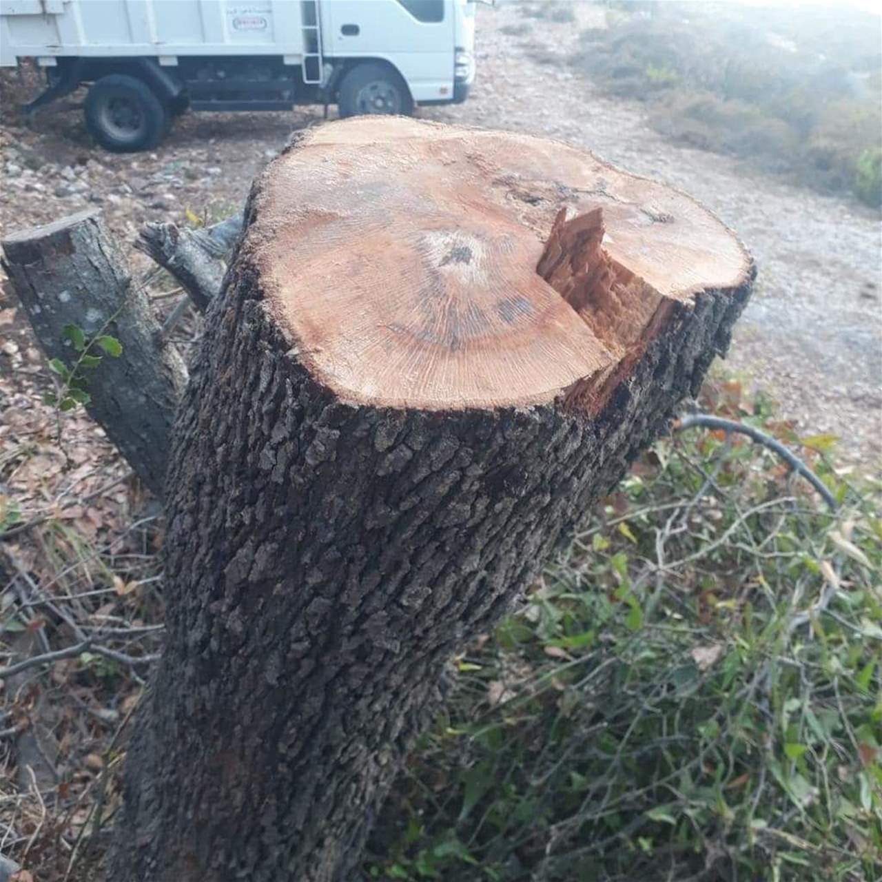 رئيس بلدية البيرة يناشد رئيس الجمهورية بالتدخل لحماية غابة السنديان المعمرة في البلدة