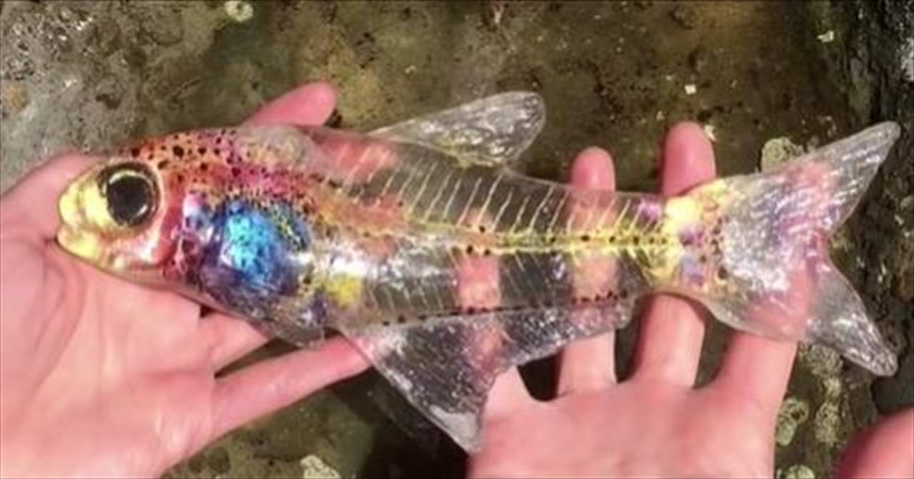 سمكة شفافة بـ125 ألف دولار!