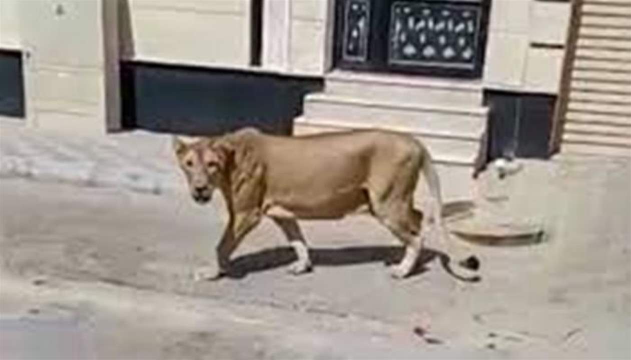 بالفيديو ـ أسد يتجول في شوارع الموصل.. وسط ردود غاضبة وأخرى ساخرة