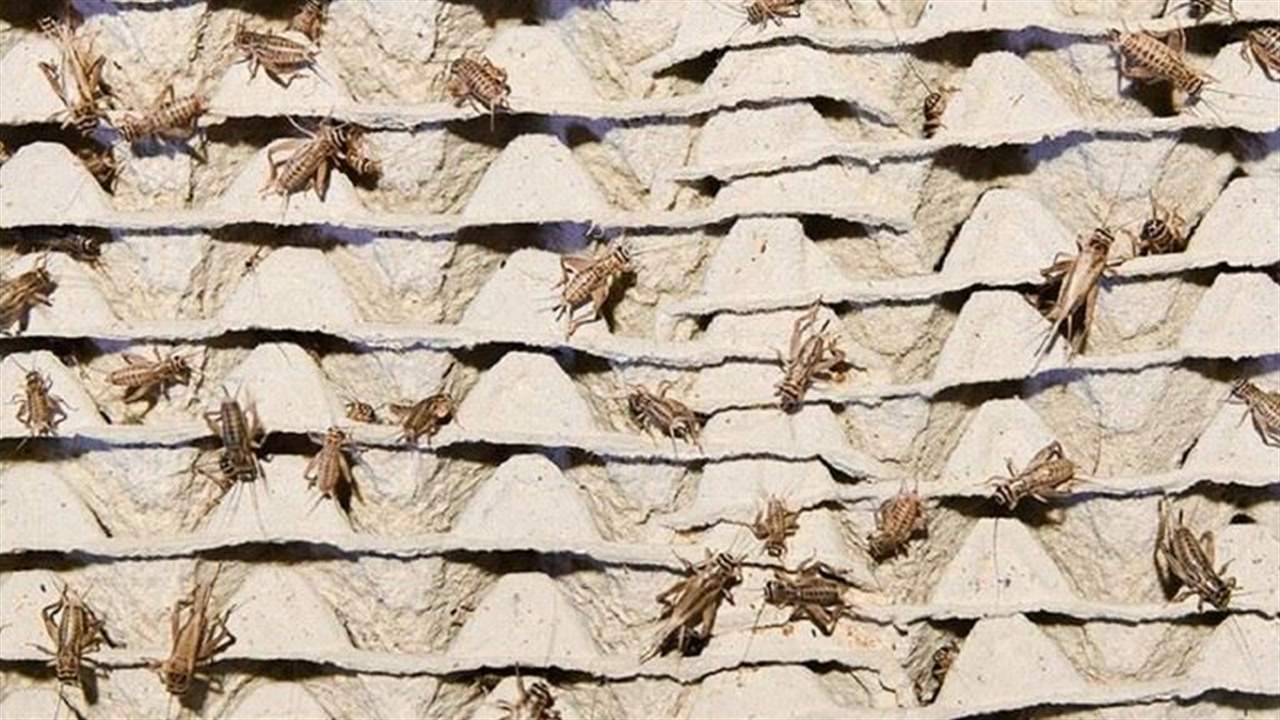 خبيرة تغذية روسية تعلق على المبادرة الاوروبية بشأن تناول الحشرات : صالحة للأكل ولكن لا حاجة لذلك حاليا
