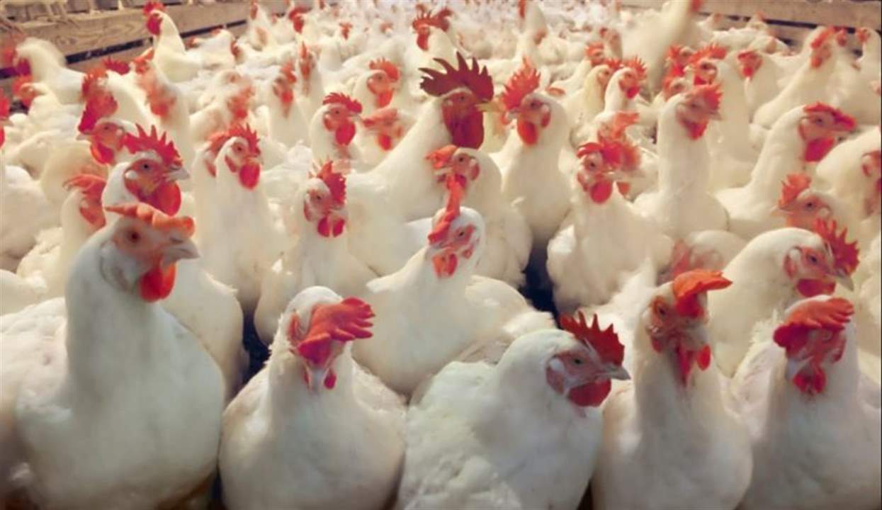 نقابة الدواجن حذرت من الغش عبر بيع صدر الدجاج المجلد المستورد: القطاع مستمر وبأسعار أقل من الدول المحيطة