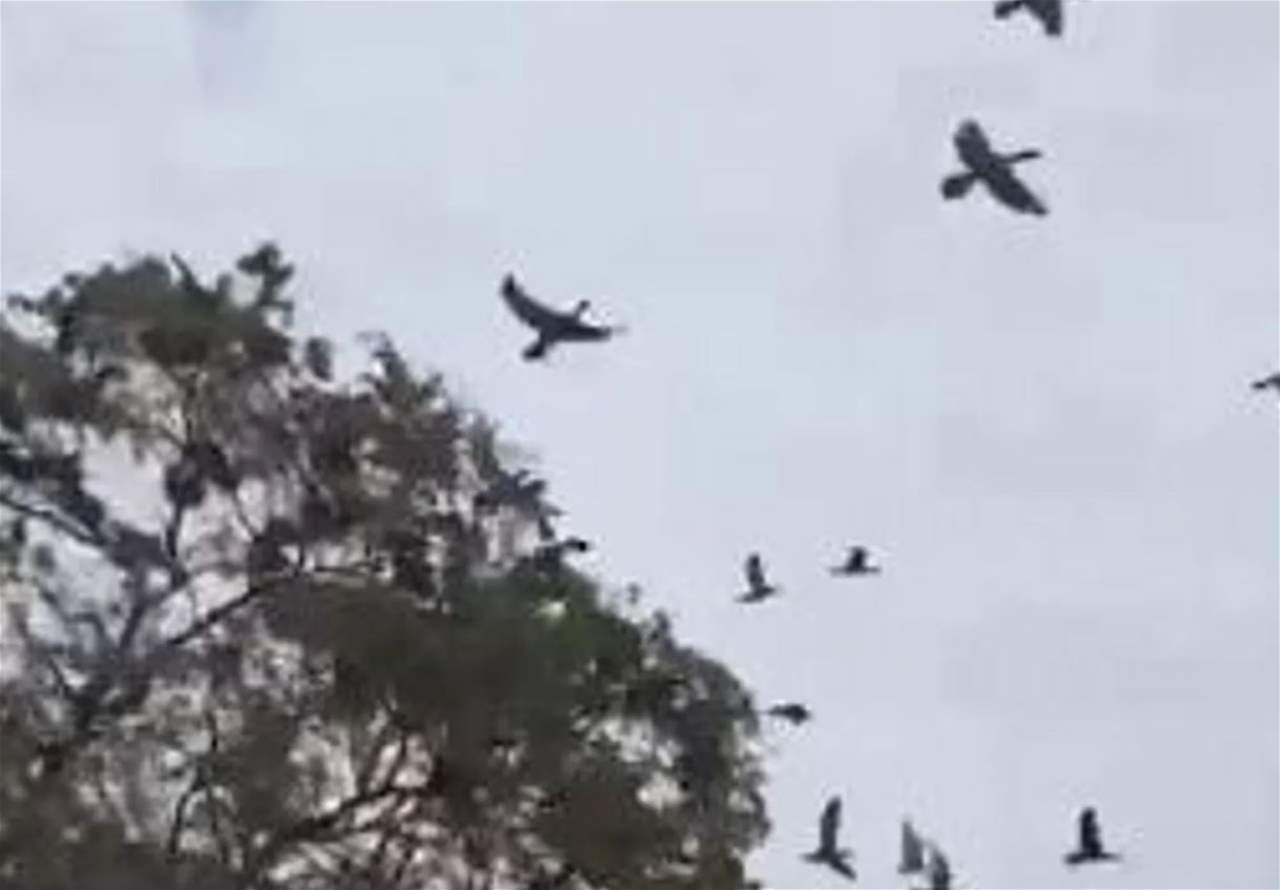 بالفيديو - نفوق عشرات الطيور والغاية "توسيع طريق سريع"