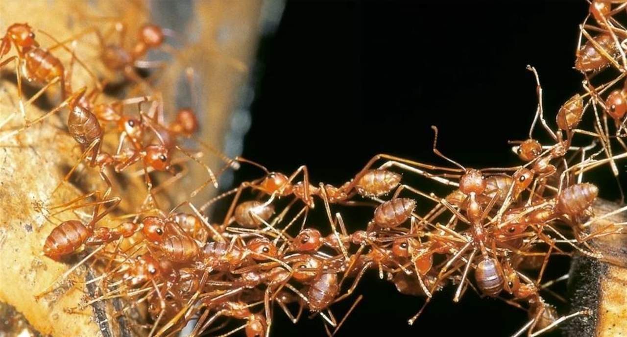 دراسة تقدر عدد النمل في العالم...  رقم مذهل وهكذا تمكن العلماء  من إحصائه!