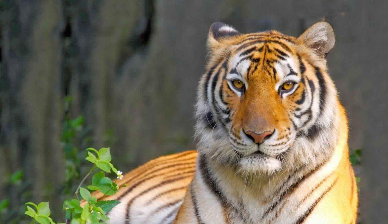  في الهند .. القضاء على نمر "آكل للبشر" بعد تسببه بمقتل 9 أشخاص