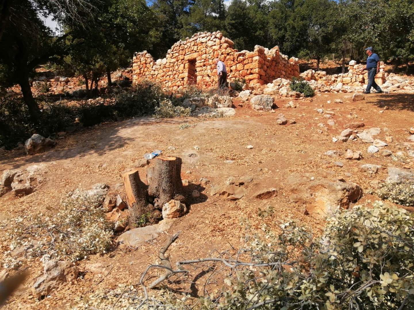 بالصور- مجزرة بيئية في بلدة العوجا البقاعية ... قطع اكثر من مئة شجرة سنديان معمرة 