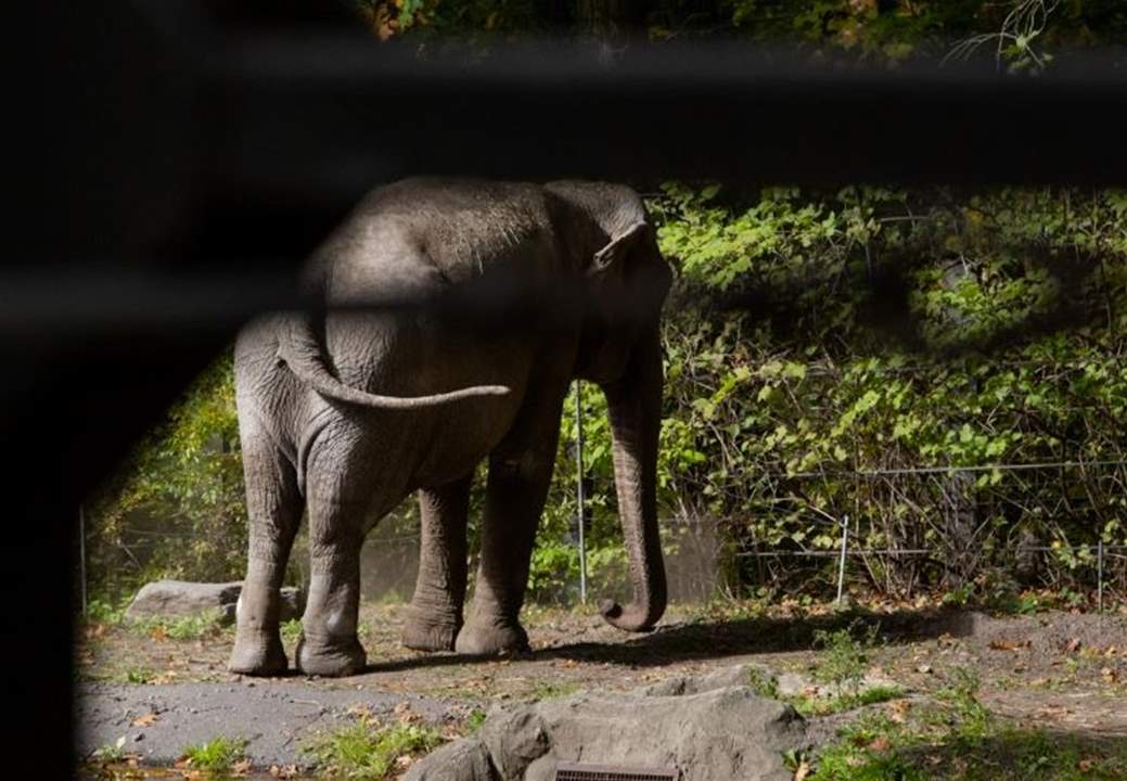  مشهد نادر... فيديو يرصد عملية ولادة أنثى فيل
