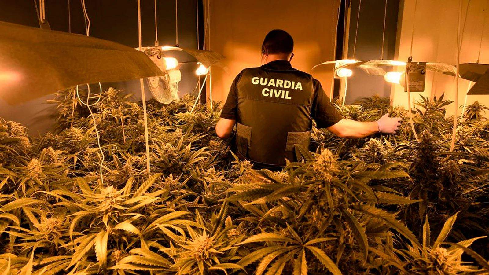 الشرطة الإسبانية تضبط أكبر شحنة "ماريجوانا" في التاريخ