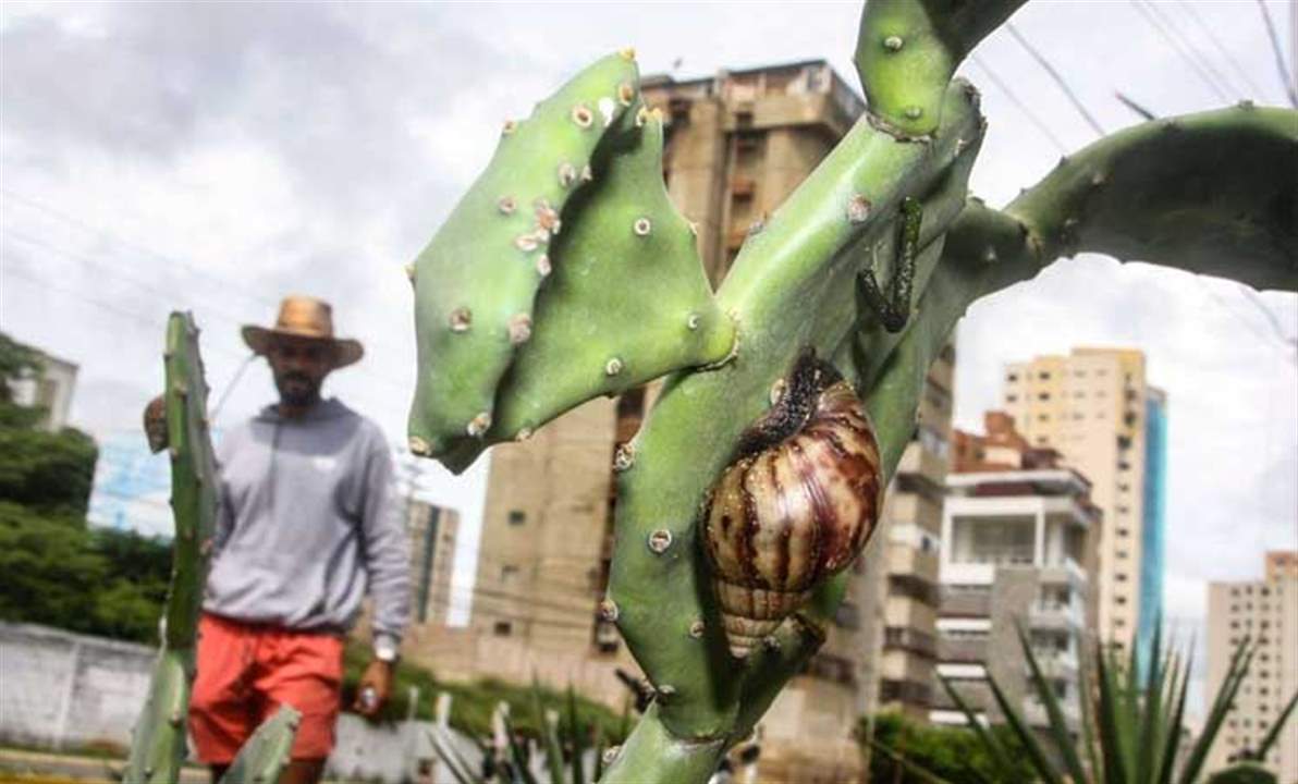 حلازين عملاقة خطيرة تجتاح غرب فنزويلا