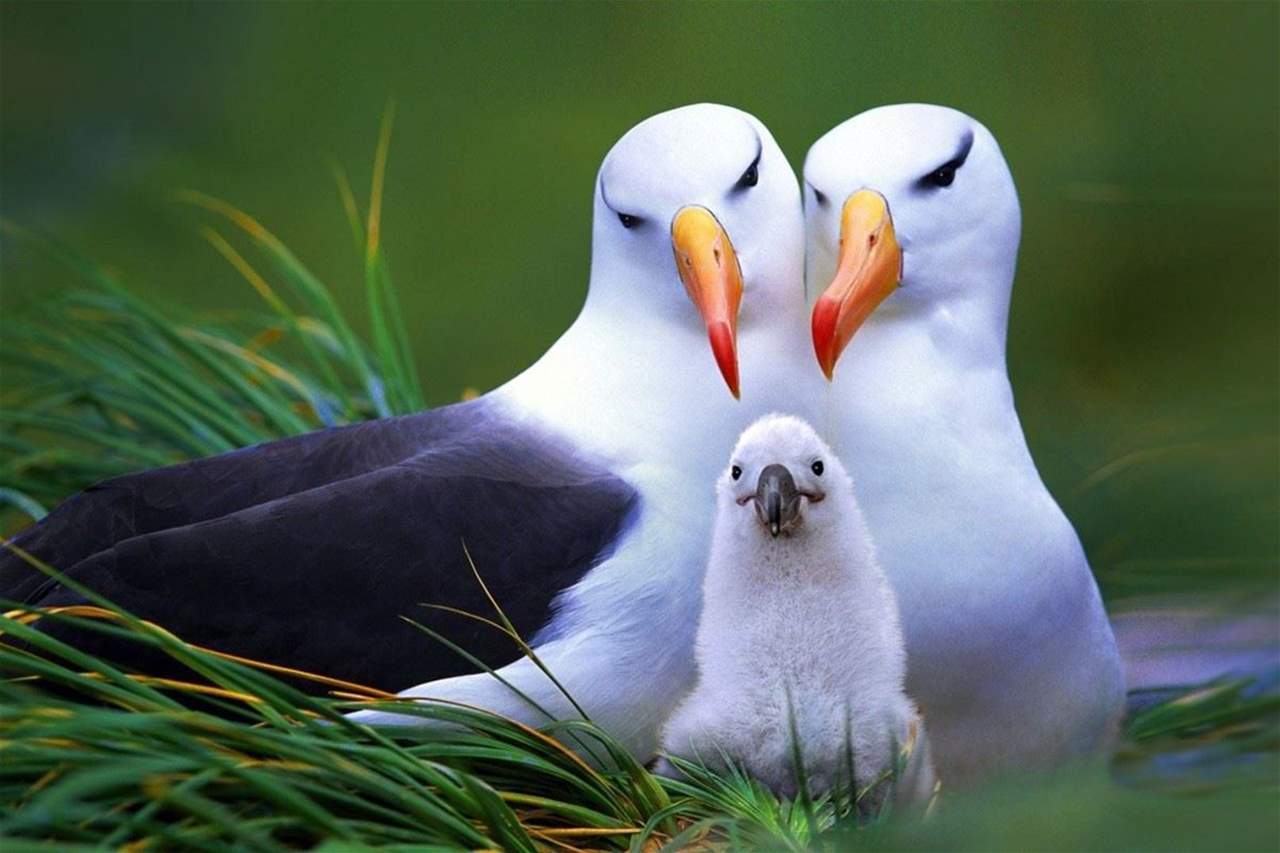 شرطة نيوزيلندا تستنفر بعد اختفاء 4 بيضات من مستعمرة للطيور !!