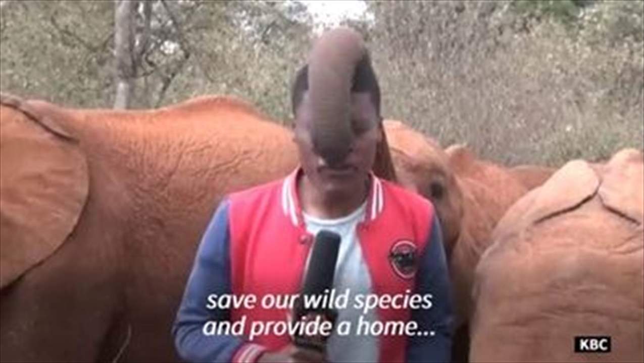 بالفيديو - فيل رضيع يدغدغ المراسل على الهواء مباشرة