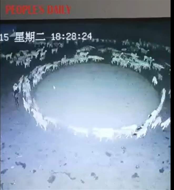 بالفيديو.. قطيع أغنام يسير دائريا منذ أسبوعين