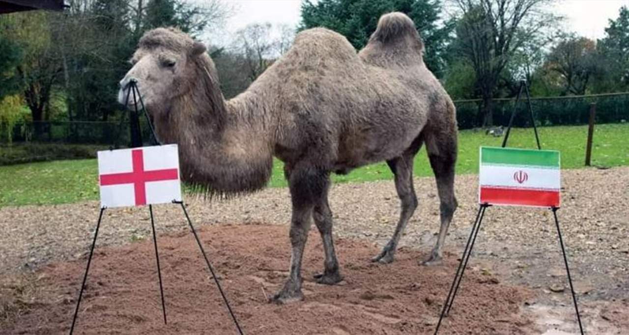  ناقة تتوقع الفائز بافتتاح مونديال قطر.. ولقاء إنجلترا وإيران