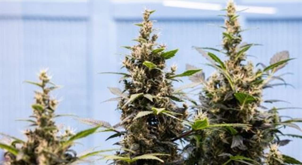 فئران تلتهم 500 كلغ من الماريجوانا وتضعت السلطات في الهند بمأزق!