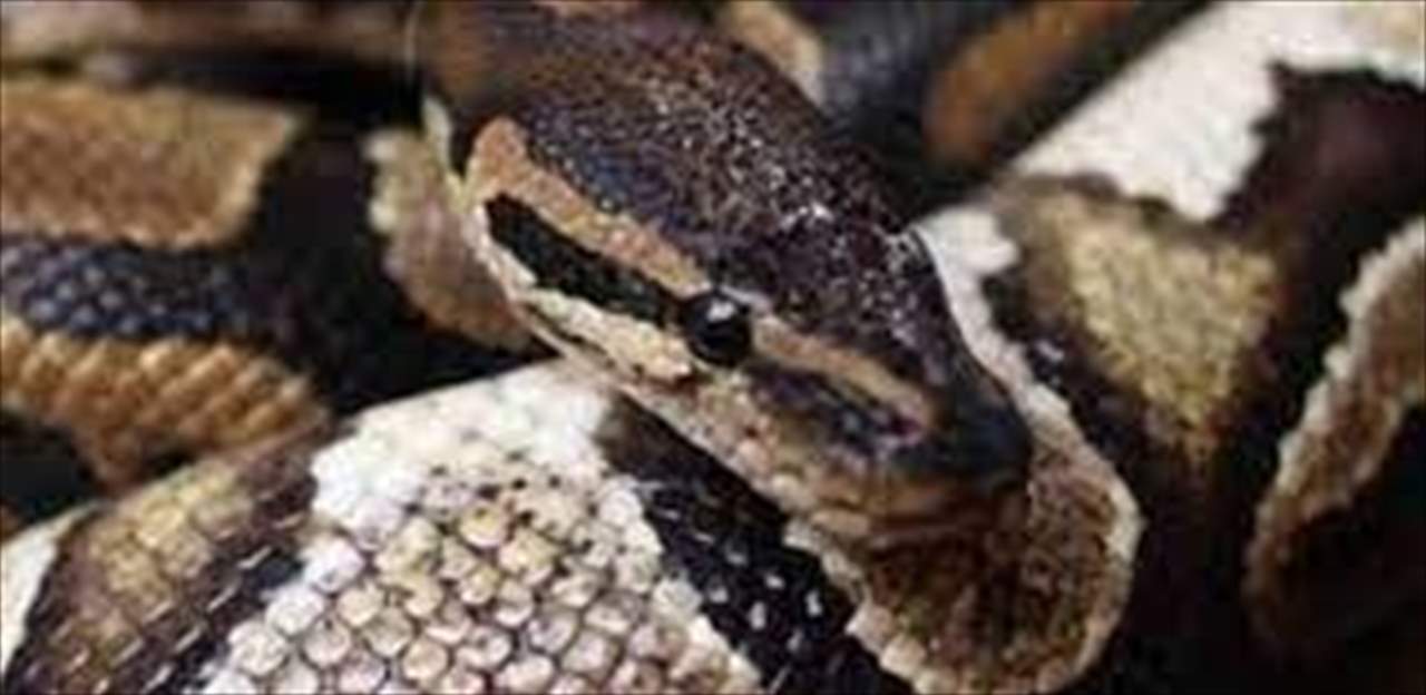 نجاة طفل من لدغة أفعى ضخمة..  أسقطته في المياه ولفّت نفسها حول إحدى رجليه!