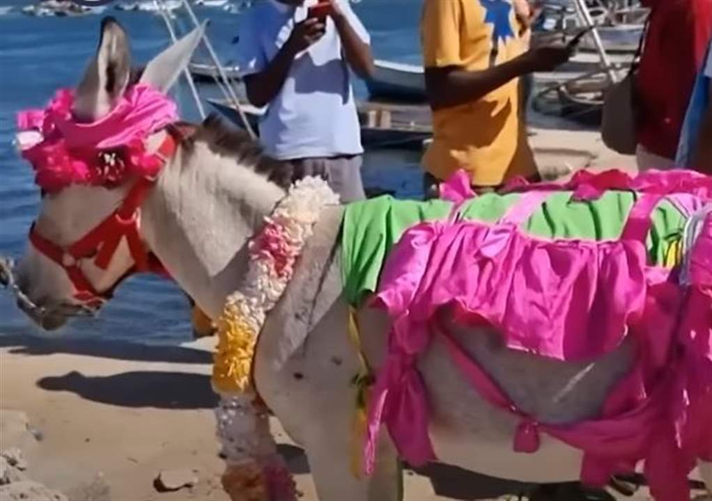 مسابقة غريبة لاختيار أجمل حمار في كينيا.. وهذه جائزة الفائز !