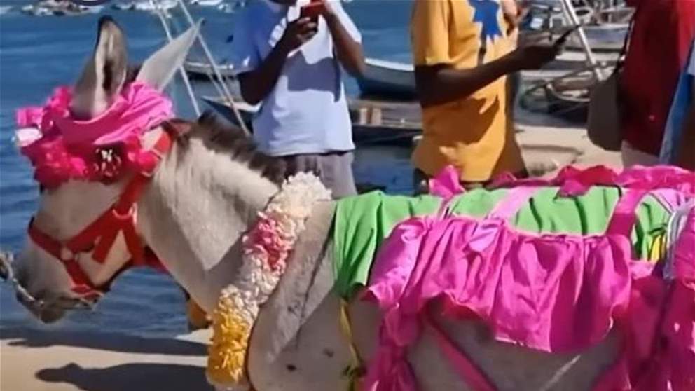 مسابقة غريبة لاختيار أجمل حمار في كينيا.. وهذه جائزة الفائز !