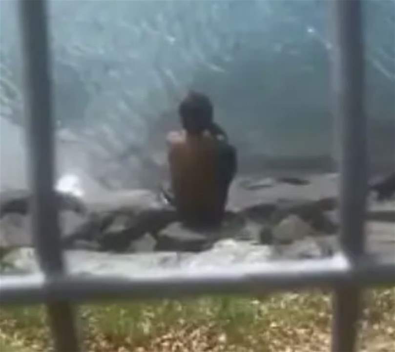 حادثة مأساوية... تمساح يخطف رضيعا ويلتهمه أمام والده