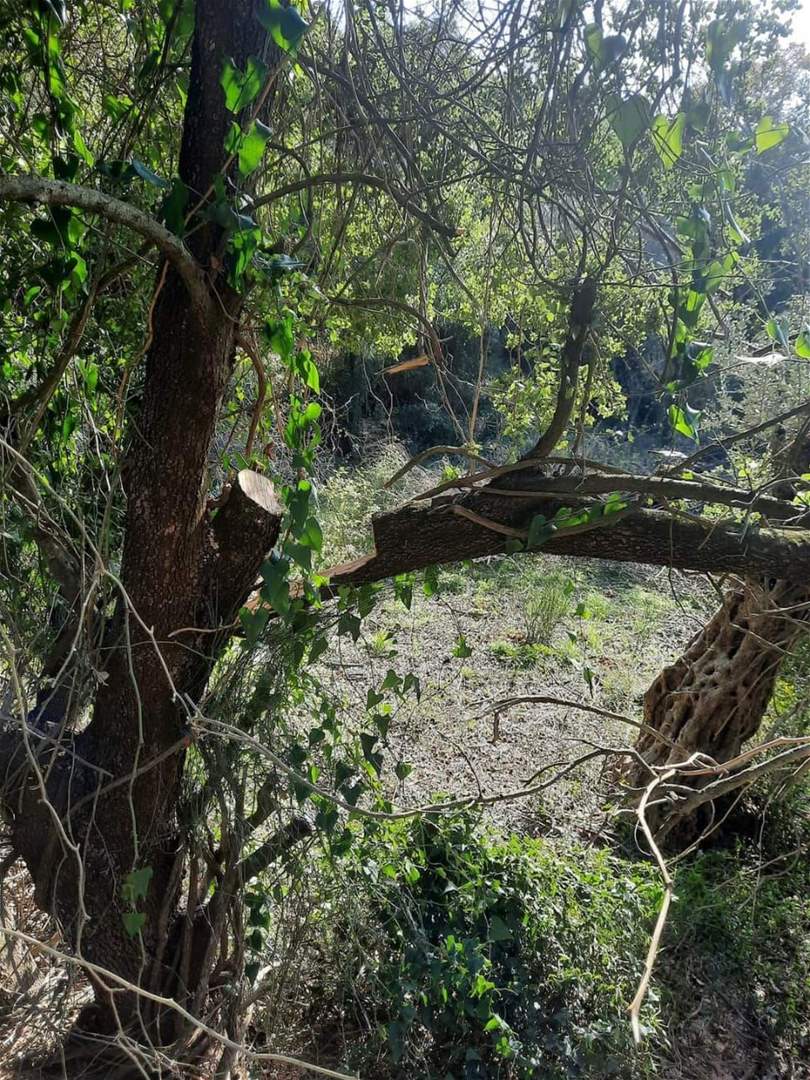 بالصور - قطع اشجار سنديان معمرة في بلدة عين ابل الجنوبية... وهذا ما كشفه رئيس البلدية 