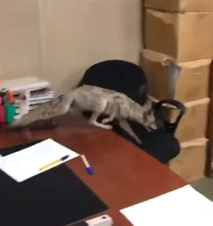 بالفيديو - ثعلب في الوزارة!