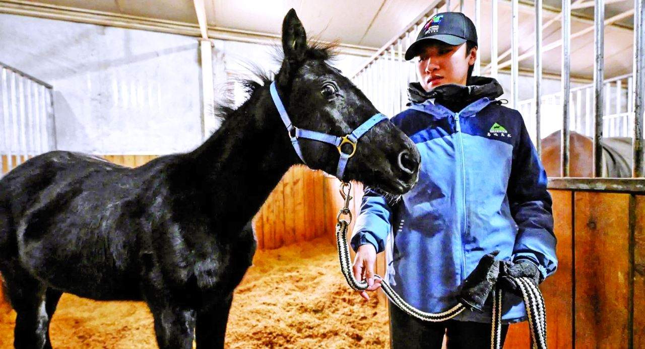     بالفيديو ـ في الصين  .. أول جواد مستنسخ يفتح آفاقاً جديدة للفروسية