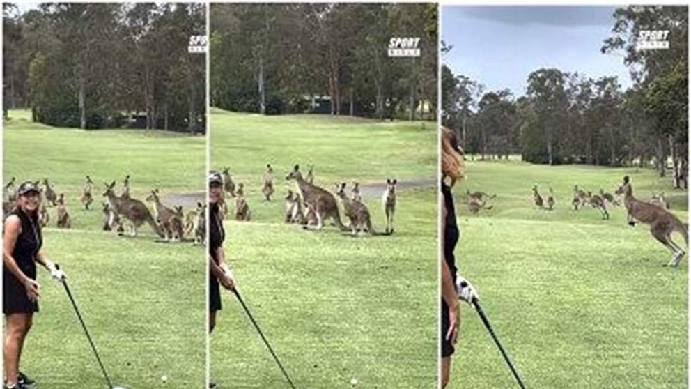 فيديو - وجدت نفسها أمام حشد من "المتفرجين الكنغر" !!