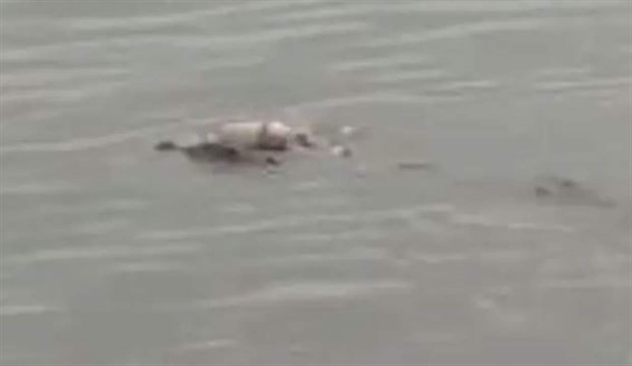 بالفيديو - تمساح ينتشل طفلا غرق في النهر ويعيده الى أهله !