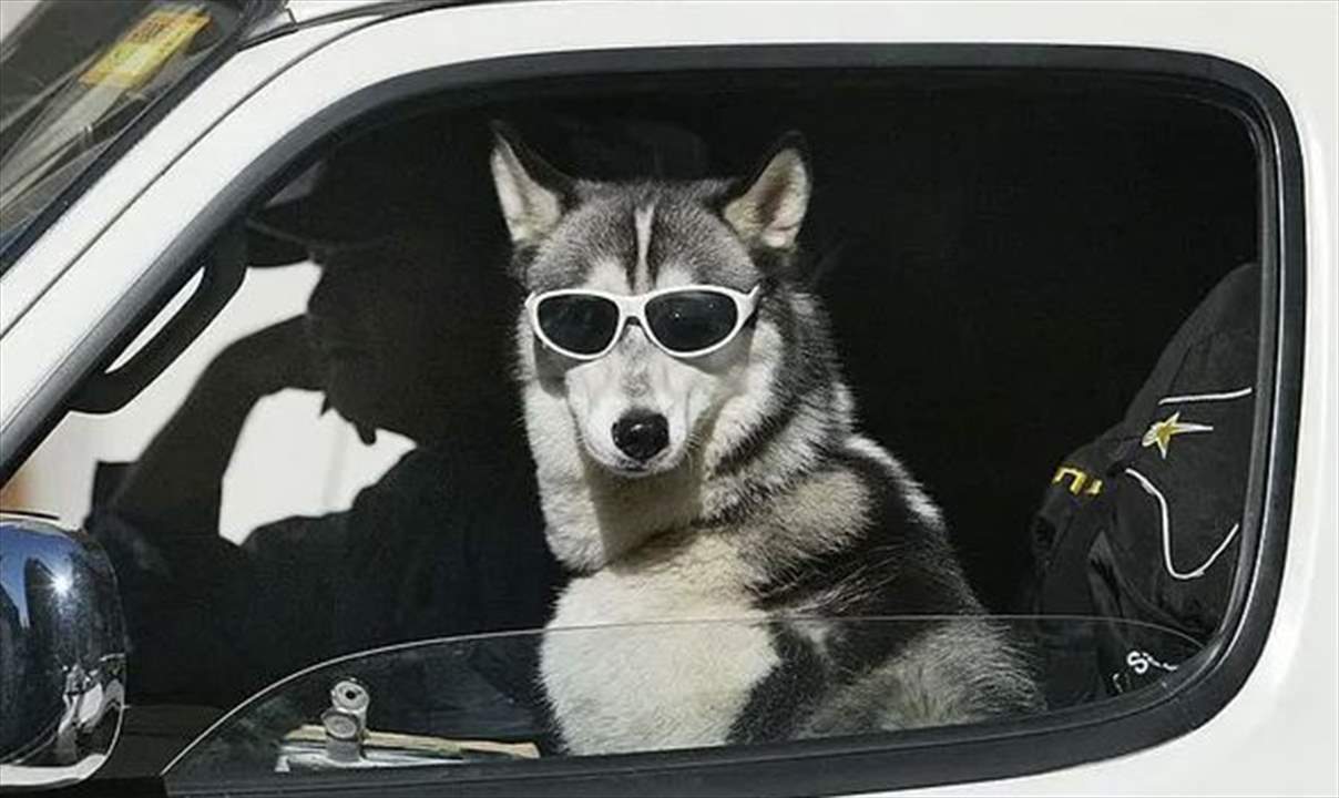 حادثة غريبة .. كلب يطلق النــ ار على صاحبه ويقــ تله