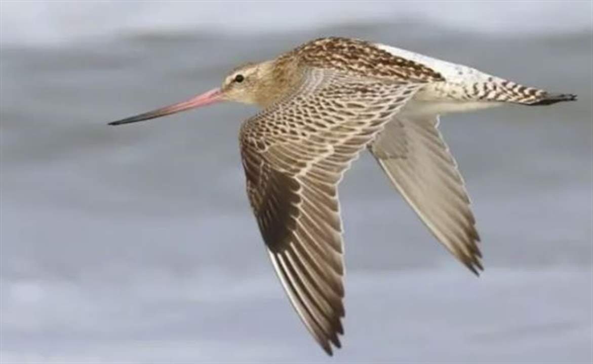 حلق لمسافة تزيد عن  13 ألف كلم  بدون أكل أو شرب...  طائر يدخل غينيس !