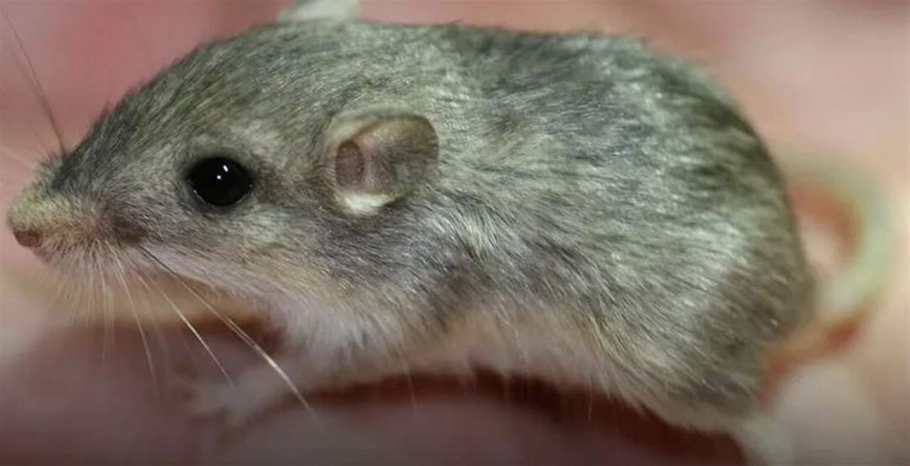 أكبر فأر سنا في العالم يستعد لدخول "غينيس"