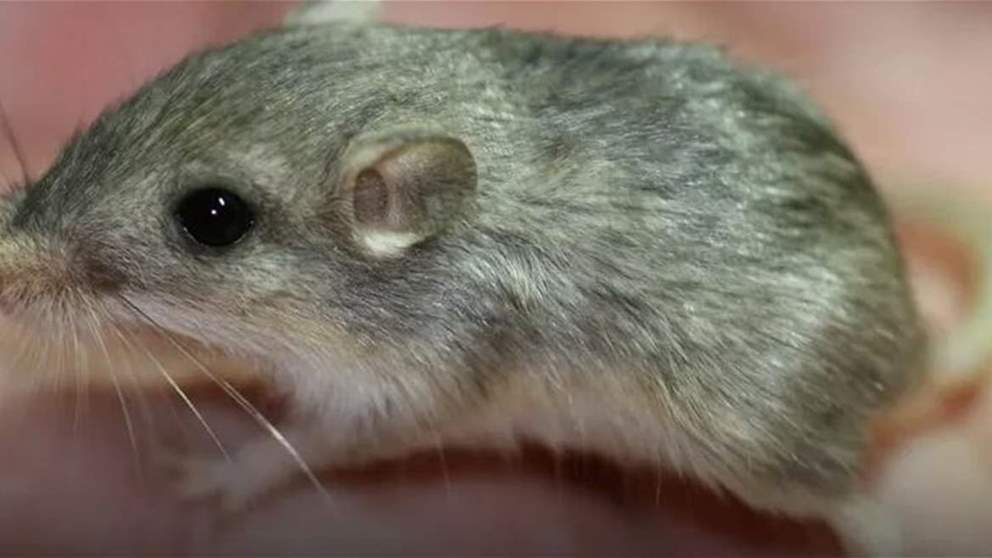 أكبر فأر سنا في العالم يستعد لدخول "غينيس"